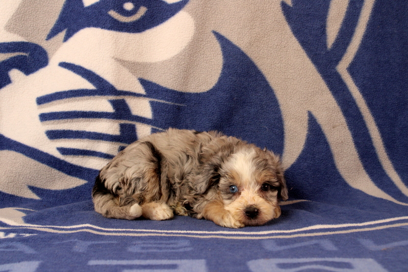 puppy, for, sale, Mini Bernedoodle F1, Matthew B. Stoltzfus, dog, breeder, Gap, PA, dog-breeder, puppy-for-sale, forsale, nearby, find, puppyfind, locator, puppylocator, aca